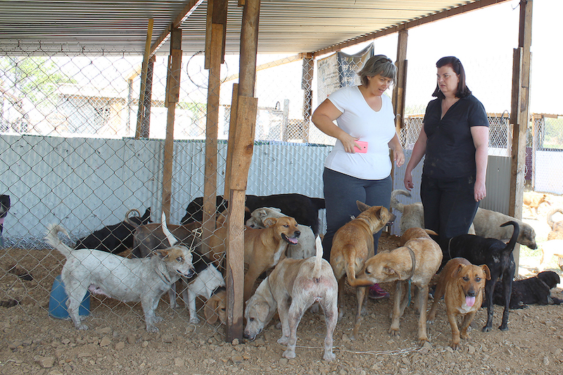 Refugio canino en Zaachila, pese a carencias cumple con atender a perros olvidados: extranjeros