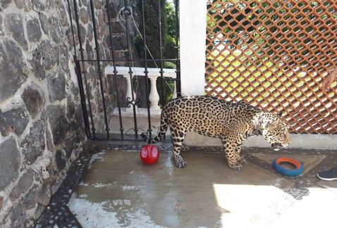 En Cuernavaca, aseguran un jaguar sin colmillos ni garras