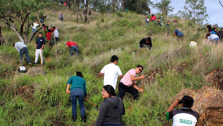 En el Día Estatal de la Riqueza Natural en Oaxaca, realizan reforestación en el Parque Estatal del Cerro del Fortín