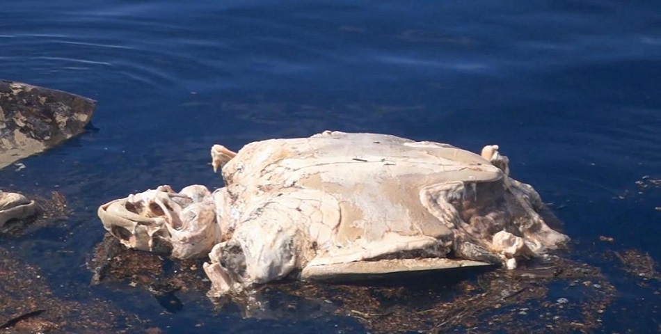 Fueron 380 tortugas las que murieron en una red de 12 metros de longitud; ya las enterraron en la playa y no hay culpables