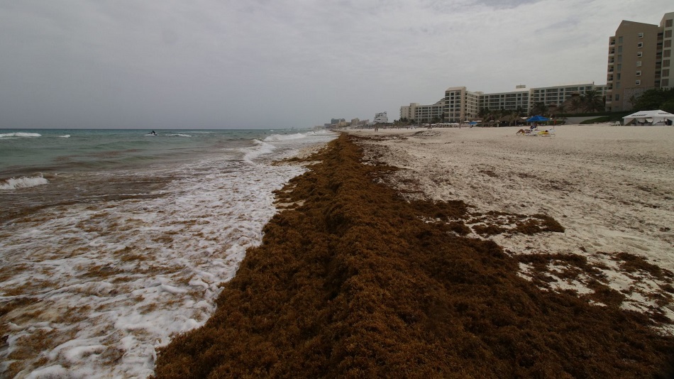 El sargazo provocaría un desastre natural en playas del Caribe mexicano