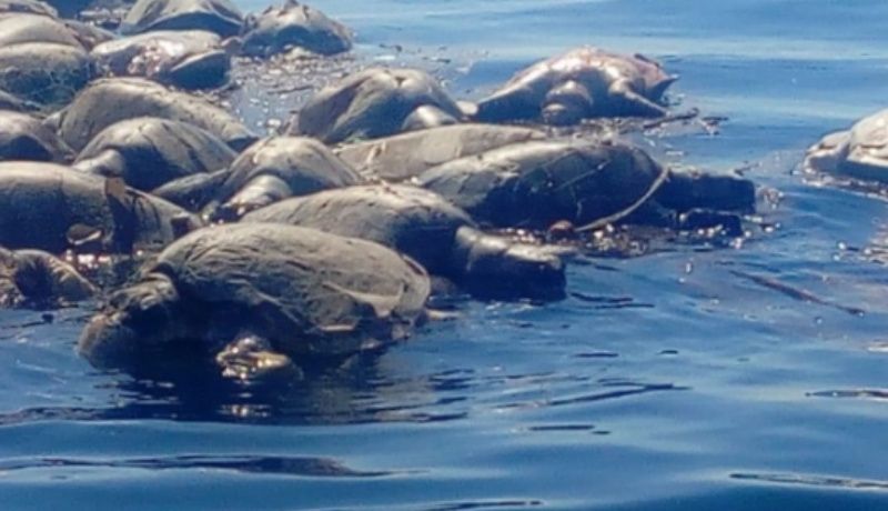 Investigan muerte masiva de tortugas golfinas frente a la barra de Colotepec