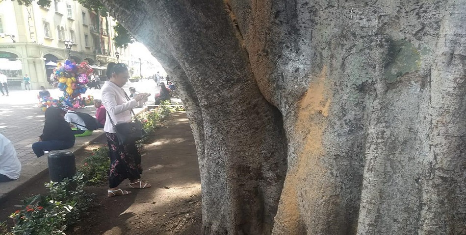 Municipio Capitalino dará mantenimiento a Laurel del zócalo de la ciudad