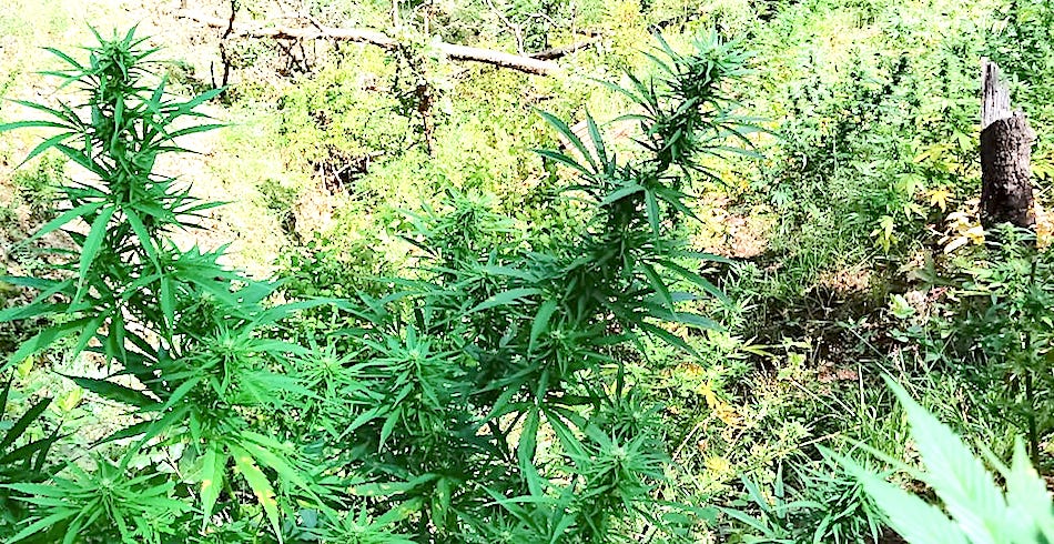 Delincuencia explota a mujeres, niñas y niños en el cultivo de drogas