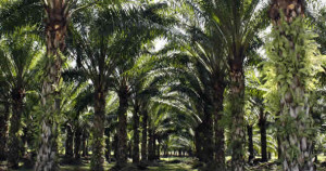 Palma de aceite, el error de las administraciones estatales