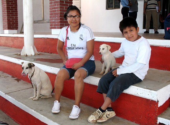 Atiende Municipio capitalino 137 denuncias por maltrato animal
