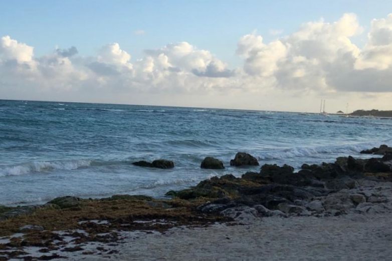 Descarta Semaedeso sargazo en laguna costera conocida como Playa San Vicente, Juchitán