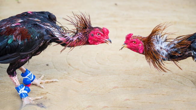 Ganaderos, vendedores y galleros van contra iniciativa de protección animal