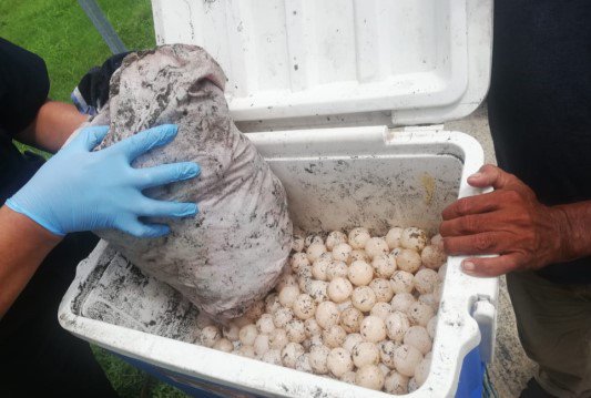Detienen a traficante con más de 400 huevos de tortuga en peligro de extinción