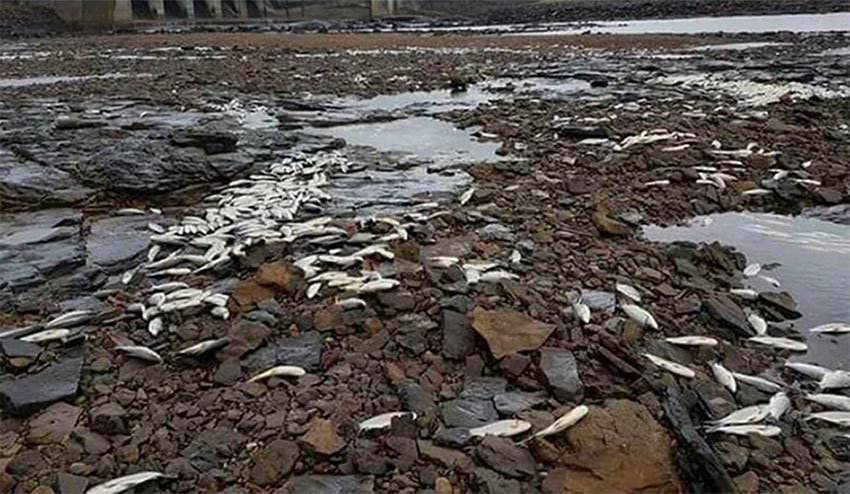 500 personas marchan contra crisis pesquera por aguas negras en Playa Vicente