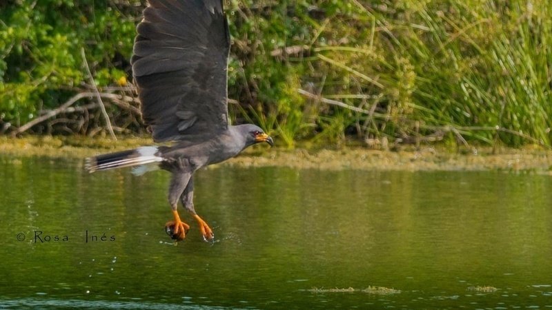 Piden que Laguna de Bacalar sea Área Natural Protegida para cuidarla del turismo