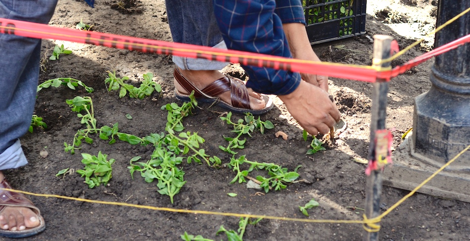 Trabaja Ayuntamiento capitalino para que recobren vida las jardineras del Zócalo