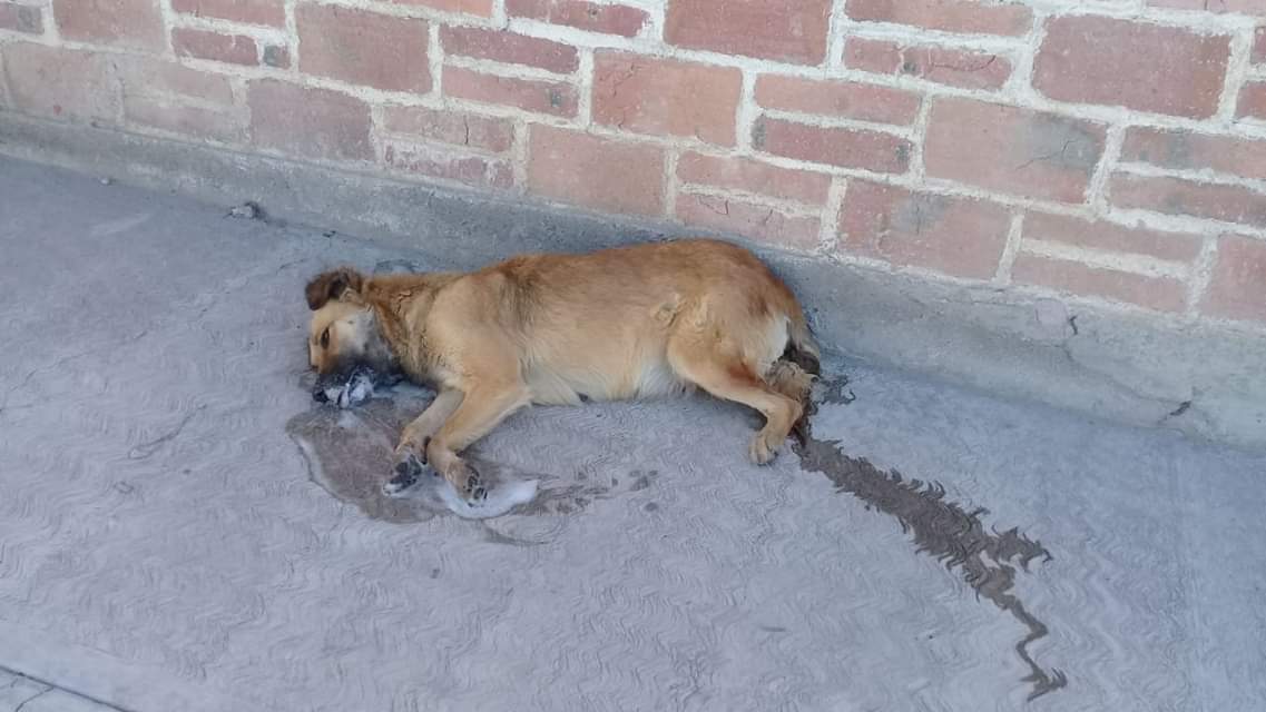 Regidora de Mitla condena masacre de perros envenenados; mientras, el presidente calla