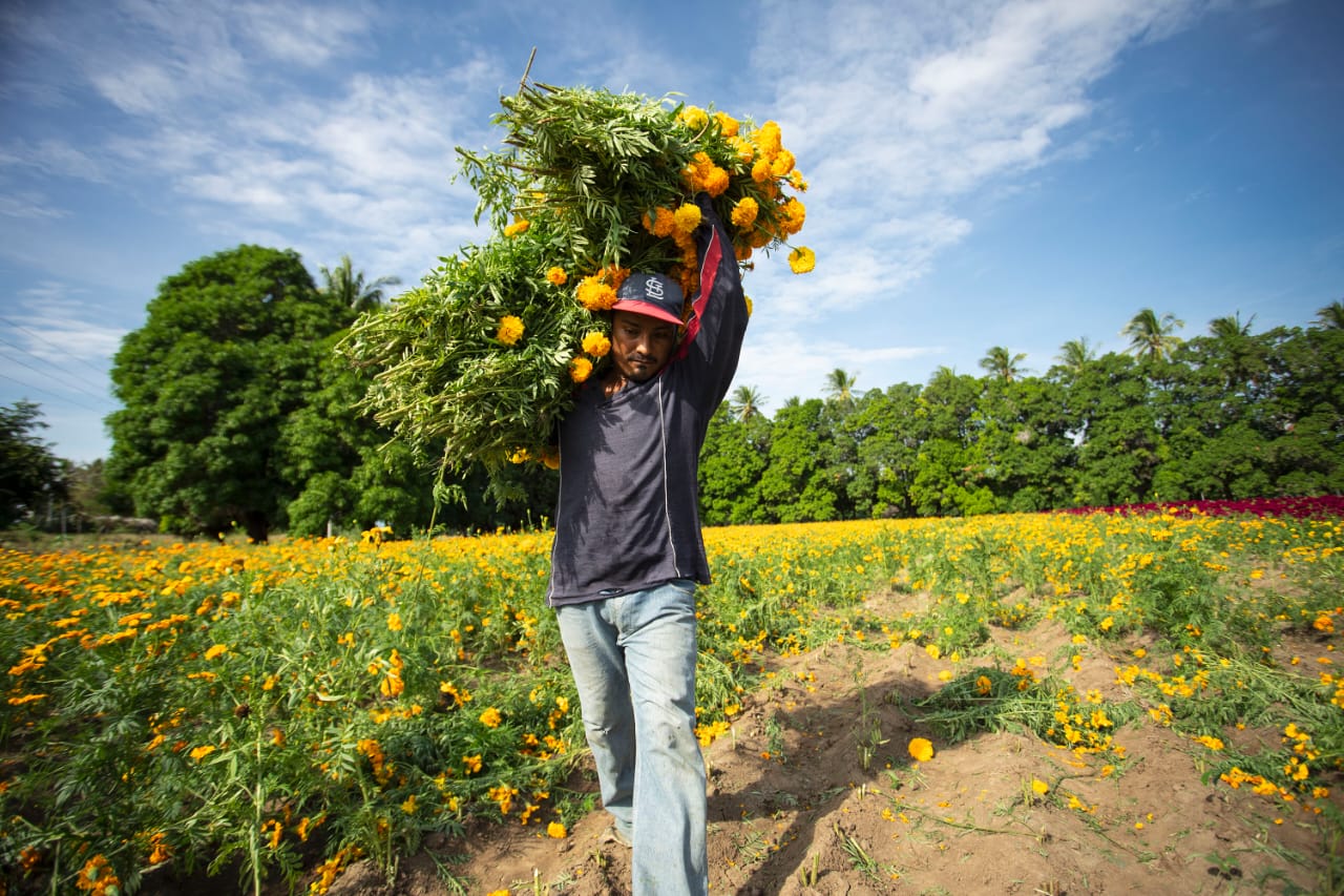 Cultivar Flor de Muerto es más tradición que negocio en el Istmo de Tehuantepec