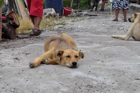 Perros abandonados un problema de salud pública