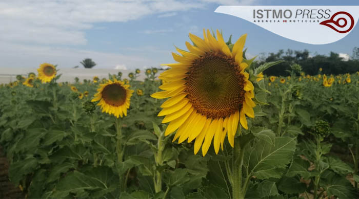 En Oaxaca crean santuario de girasoles para proteger a las abejas
