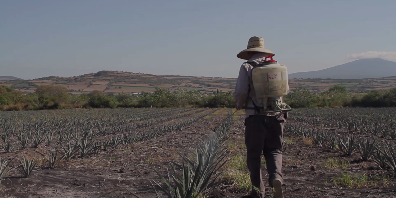 Hasta la sangre: los agroquímicos que habitan el cuerpo de campesinos en Jalisco