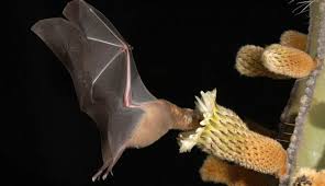 El «Batman Mexicano»: la importancia del murciélago magueyero para la producción de mezcal