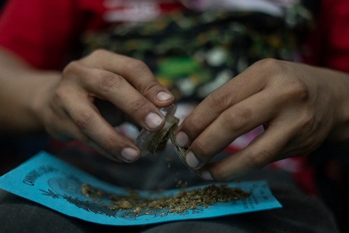 “Plantón” de cannabis en el Senado para promover los derechos de sus usuarios