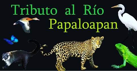 Promueven rescate del Río Papaloapan con festival en Tuxtepec