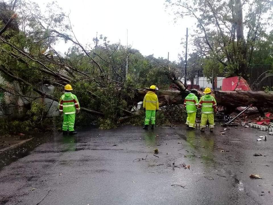 Lluvia con viento provoca caída de árboles en municipios de Oaxaca: CEPCO