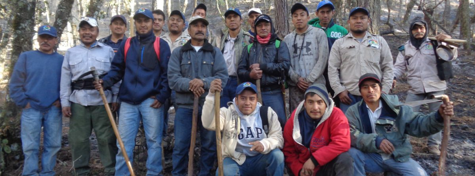 México: comunidades forestales luchan por conseguir “justicia fiscal”