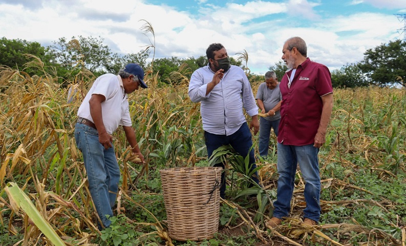 Gobierno de Juchitán tendrá apoyo de la federación en recuperación de maíz nativo: representante de Proyecto Transístmico
