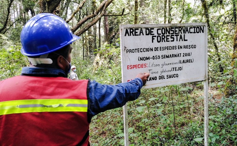 México: comunidad zapoteca conserva un bosque y frena la migración
