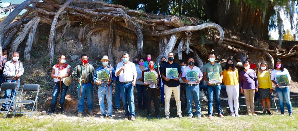 Reconoce Semaedeso la belleza arbórea de la región de la Mixteca