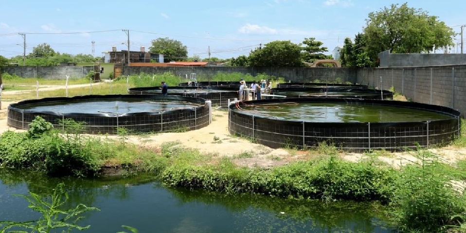 Un éxito primer ciclo productivo del Proyecto Municipal de Acuacultura: director de pesca