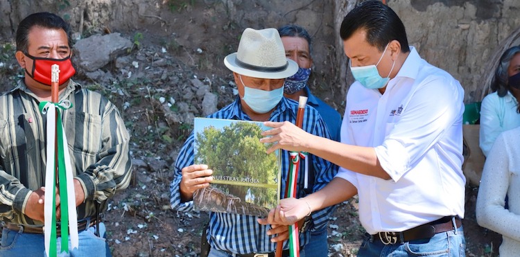 Reconoce Semaedeso la belleza arbórea de la región de la Mixteca