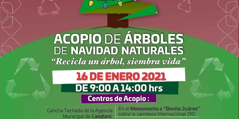 Alista Semaedeso campaña de acopio de árboles navideños naturales