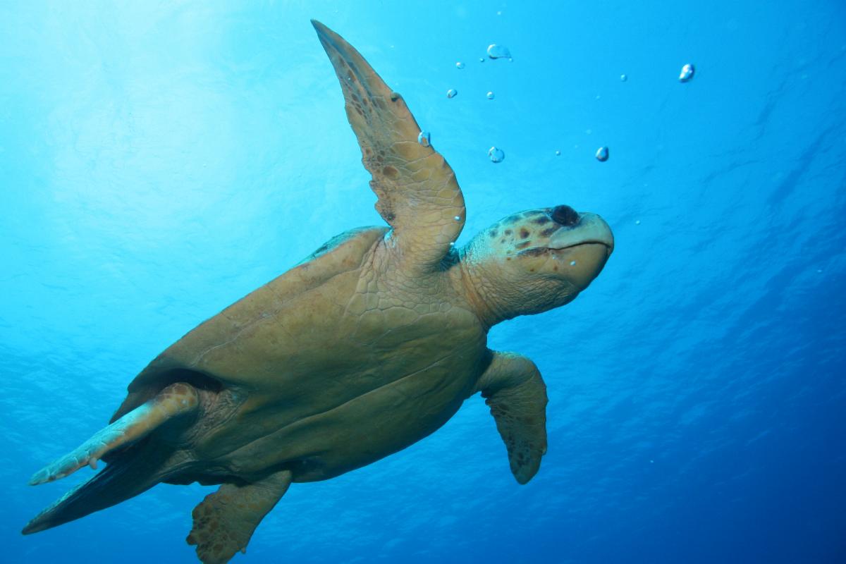 Ante el T-MEC, gobierno de México deberá explicar alta mortandad de tortugas caguama