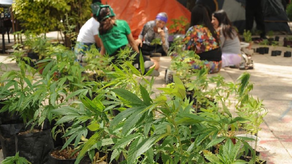 Tras 14 horas , los diputados avalan en lo particular uso lúdico de la mariguana