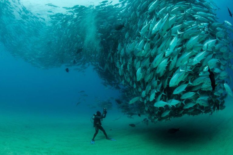 Cabo Pulmo: cambio climático y exceso de turistas ponen en riesgo santuario marino en México