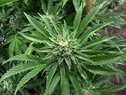 Aplazar la regulación del cannabis cambiará las condiciones legislativas desfavorablemente