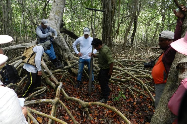 Día de la Tierra: conservar y restaurar los bosques de manglar en Latinoamérica