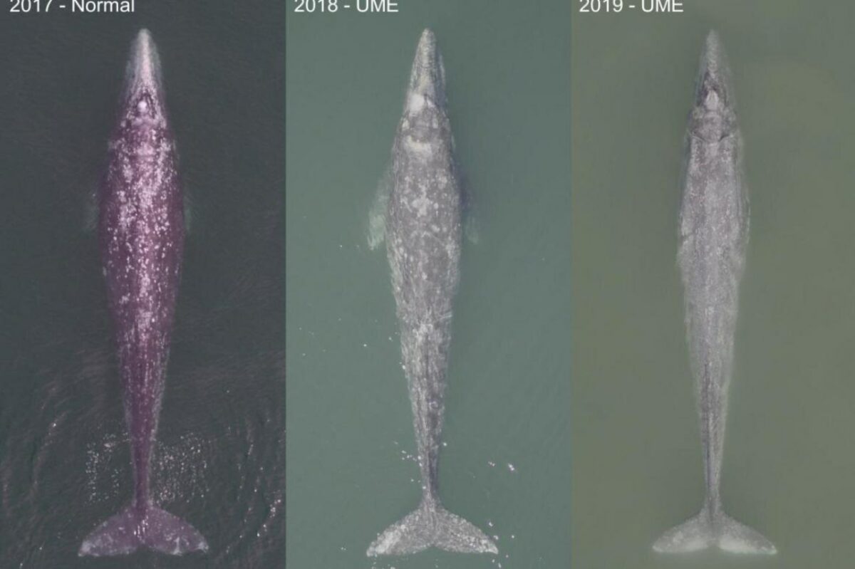 ¿Por qué han muerto 384 ballenas en costas de México, Estados Unidos y Canadá?