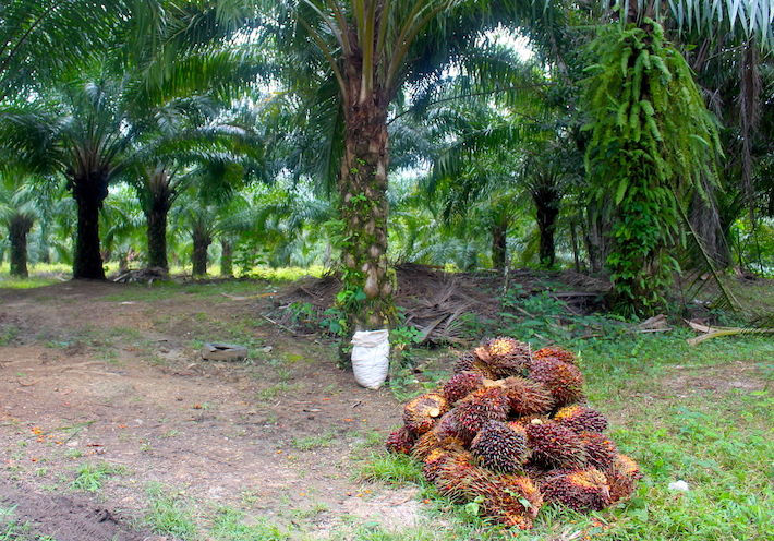 Empresas internacionales se han apoderado de más de 36 mil hectáreas de tierra en Chiapas