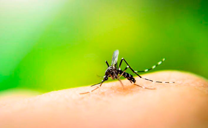 En 2023 se contabilizaron mil 881 casos de dengue en Oaxaca