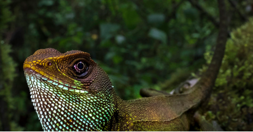 Descubren nuevas especies en Perú, comunidades luchan contra los incendios en Bolivia, retratos de la pandemia y más