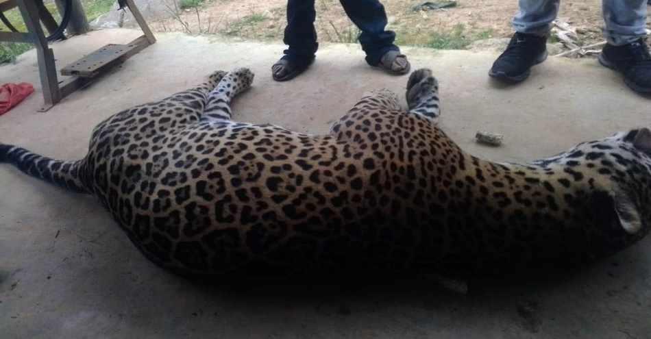 Causa Indignación envenenamiento de un jaguar en San Mateo Piñas