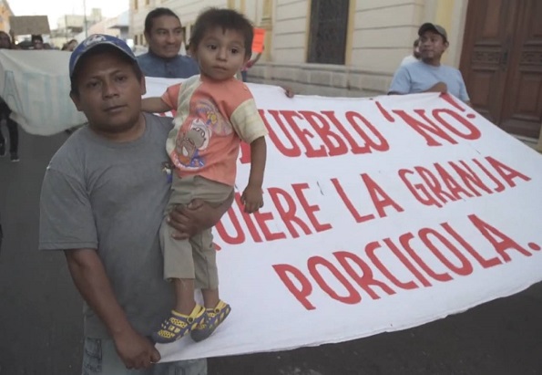 Empresa de puercos aportó pruebas falsas para operar planta en Homún