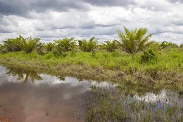Colombia: la palma que invadió el territorio ancestral sikuani en el Vichada