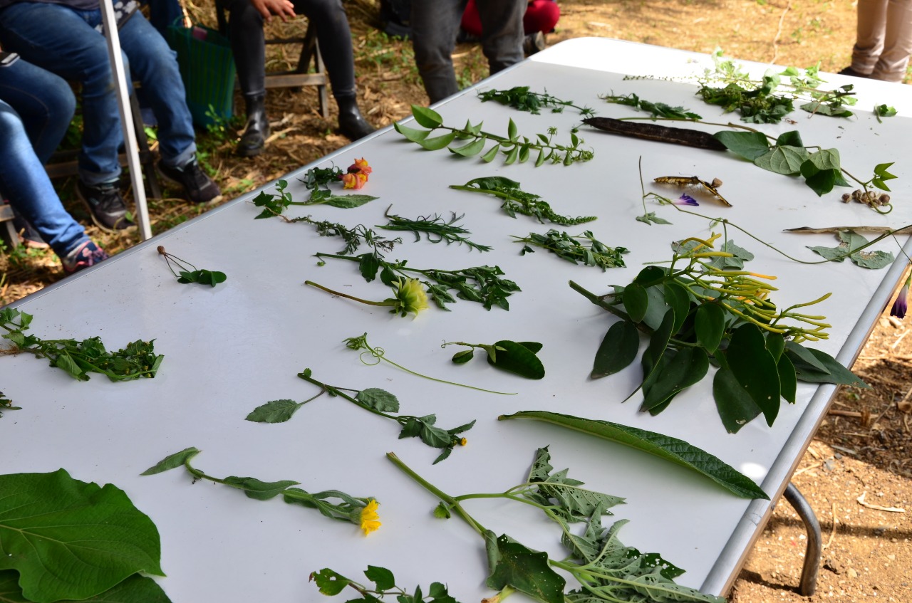 Colectivo de Aprendizaje en Alimentos Sanos por una alimentación soberana y amorosa