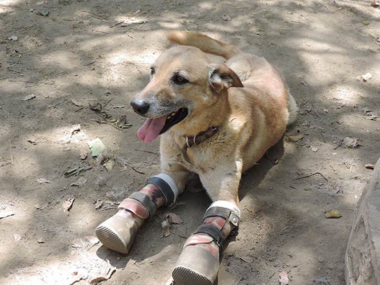 La conmovedora historia de “Pay de Limón”: el perro mutilado por los Zetas y rescatado por el albergue que colapsó en Xochimilco