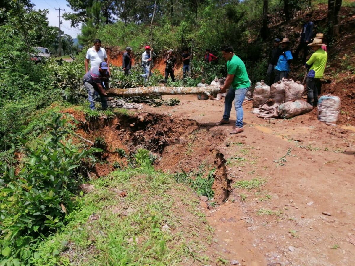 Cambian aguacates por amapola; no hay carreteras para sacar la producción