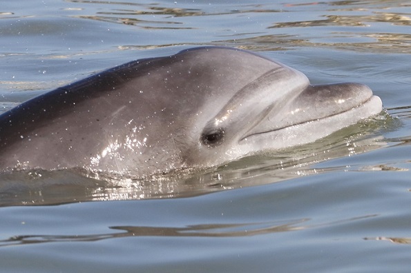 Cuatro claves para entender por qué los delfines del Golfo de Guayaquil están desapareciendo