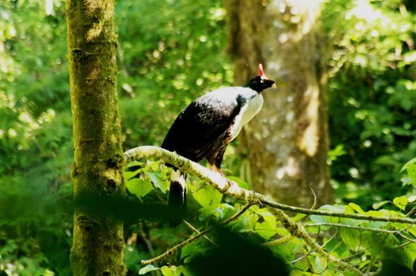 Unicornio del Bosque, un dispersor de semillas vital para la conservación de “El Triunfo”