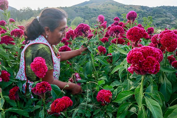 Enriqueta, la floricultora en Tixtla, su época favorita es la siembra para el Día de Muertos